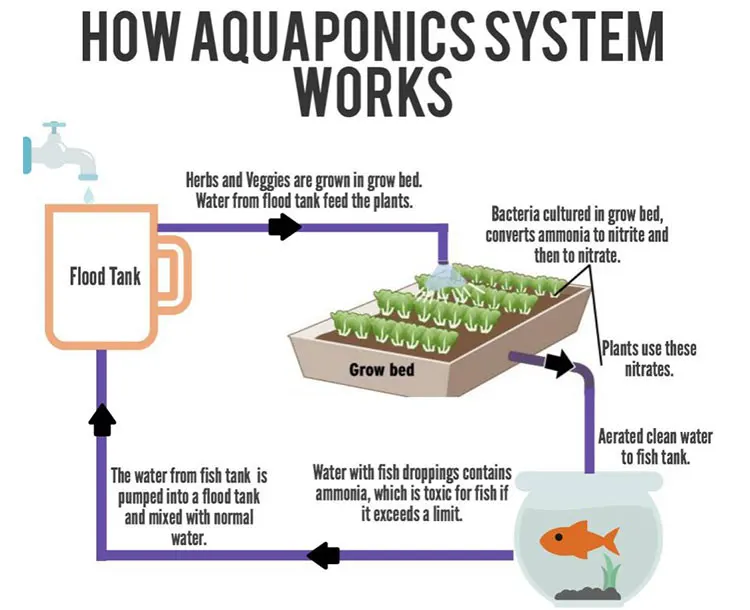 
China Supplier High Tunnel Greenhouse Aquaponic Equipment 