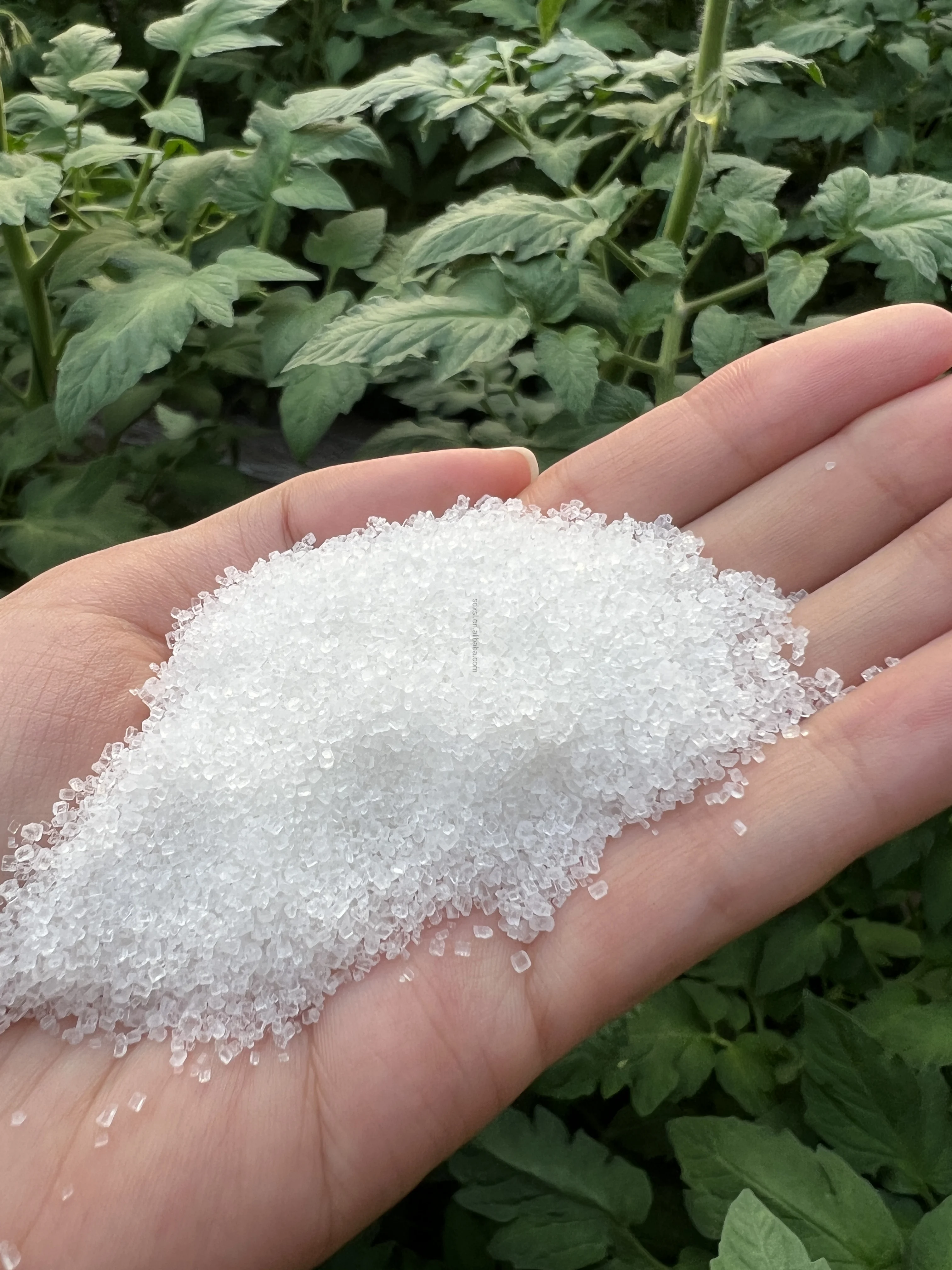 nitrogen powder sulphur fertilizer for vegetable garden nitrogen fertilizer
