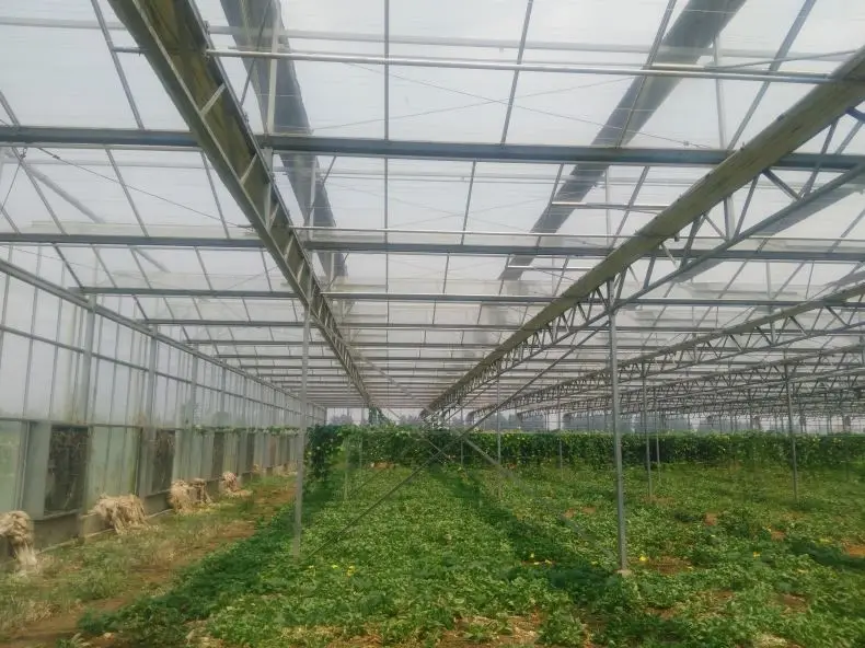 
multi-span glass hydroponic growing systems greenhouse sale 