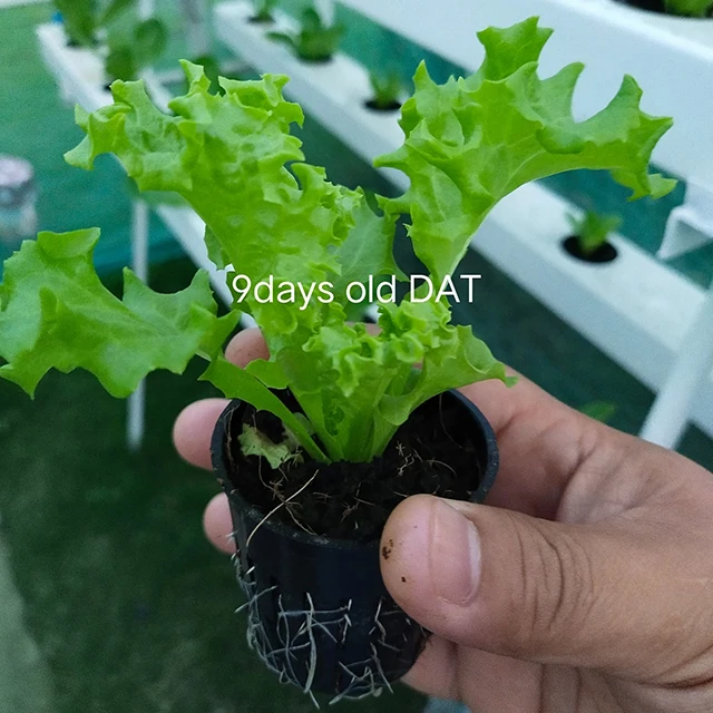 Agricultural greenhouse hydroponics shelves system indoor nft pipe gully for Lettuce high quality PVC Tube