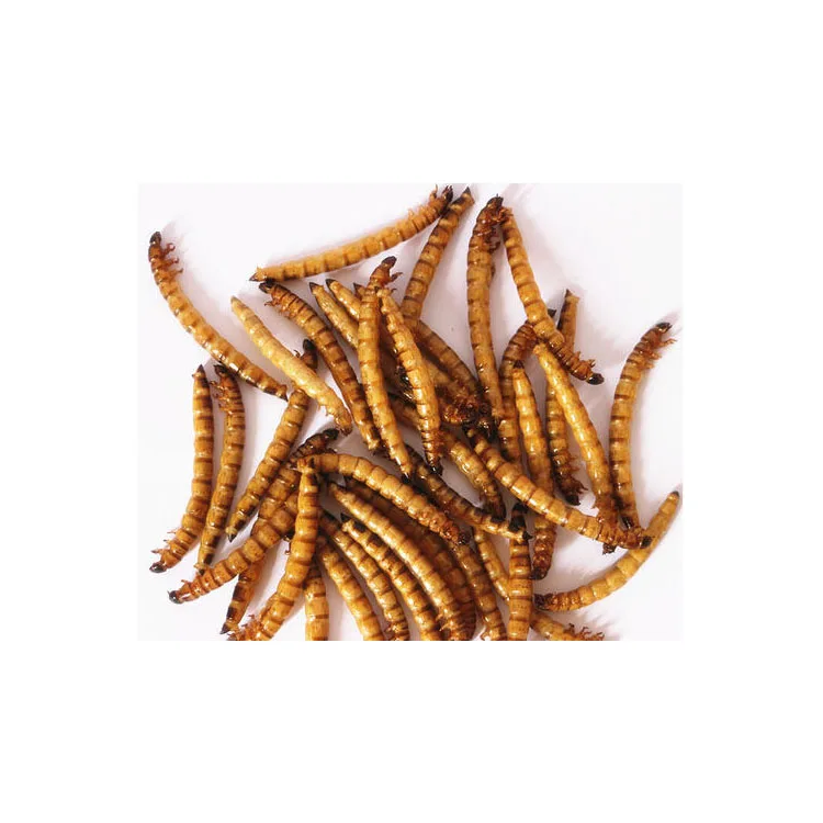 Dried Black Soldier Fly Larvae dried mealworm substitution for Birds and chicken