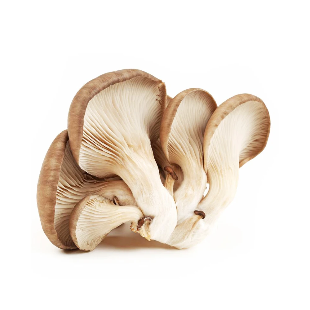 White Dried Grey Oyster Mushroom Cultivation Oyster Mushroom Sticks For Sale