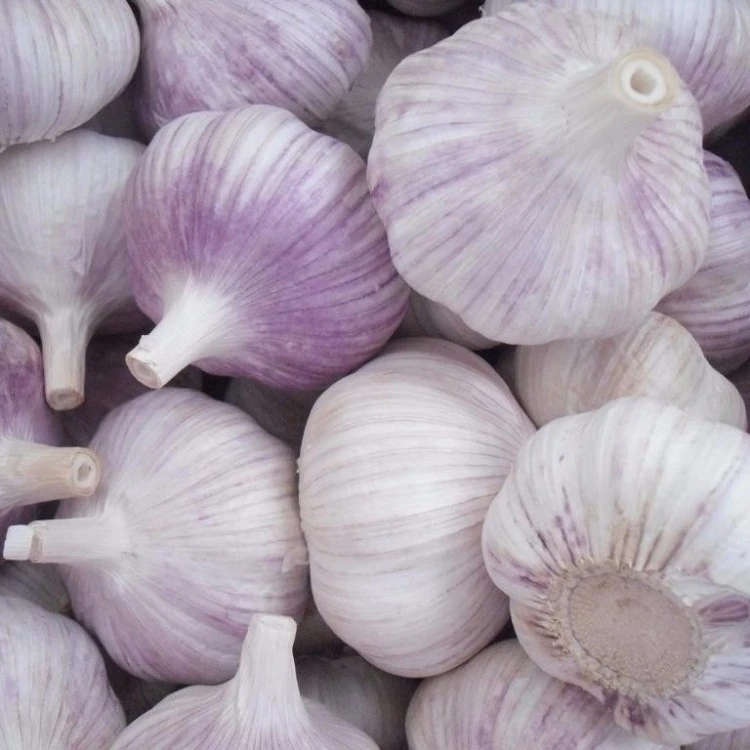 
fresh garlic 