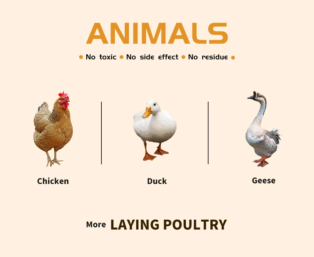 DUTTO layer feed More eggs premix concentrate poultry feed feeds direct manufactures