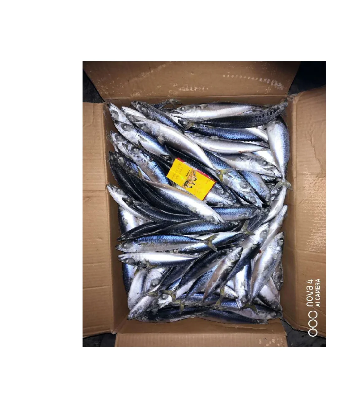 Factory direct per carton BQF scomber japonicus  Pacific Mackere for Market Prices on sale