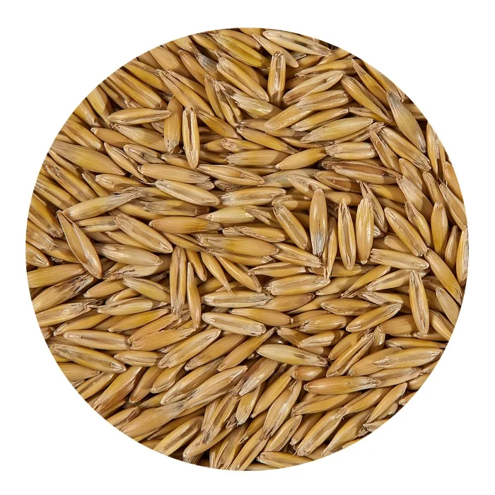 
 Оптовая продажа семян овса без ГМО  