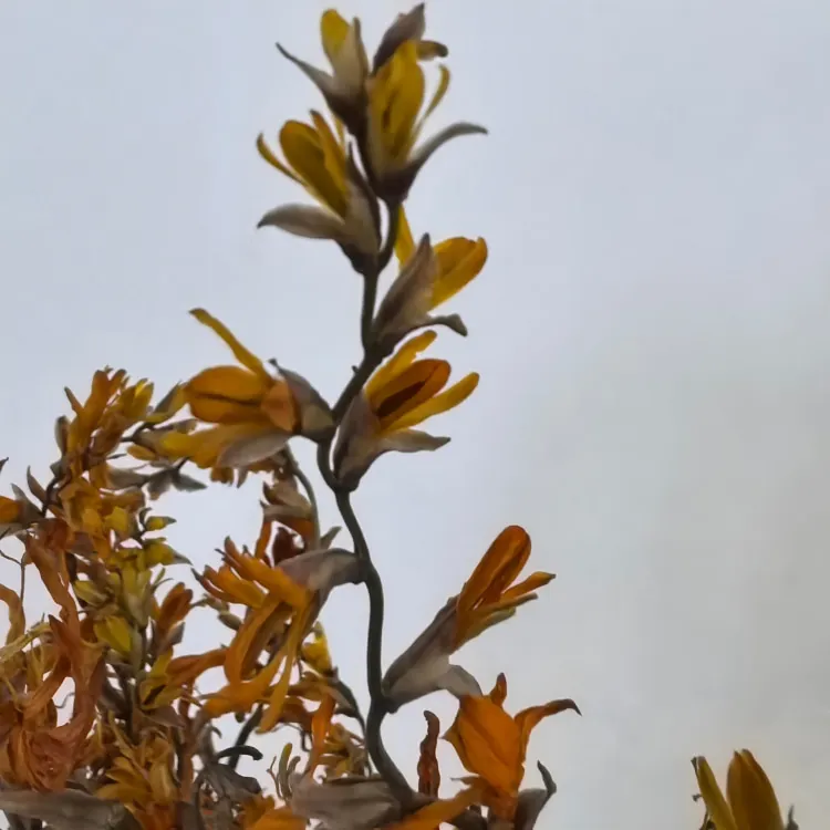 Naturally Dried Flowers Renanthera Coccinea Real  Plants for Flower Arrangements Wedding decor Bouquet Making  Home  Decorations