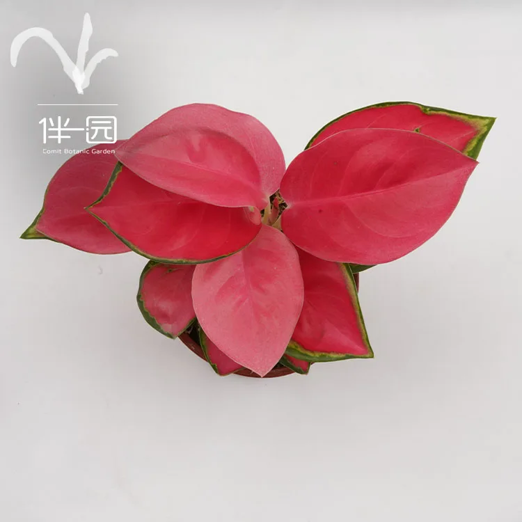  Оптовая поставка бонсай Aglaonema комнатные высококачественные натуральные декоративные растения