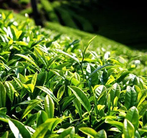 100% чистый натуральный экстракт зеленого чая