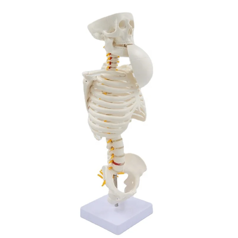 1/2 Life Size Skull Spine Pelvis Bone Medical Human Skeleton Model