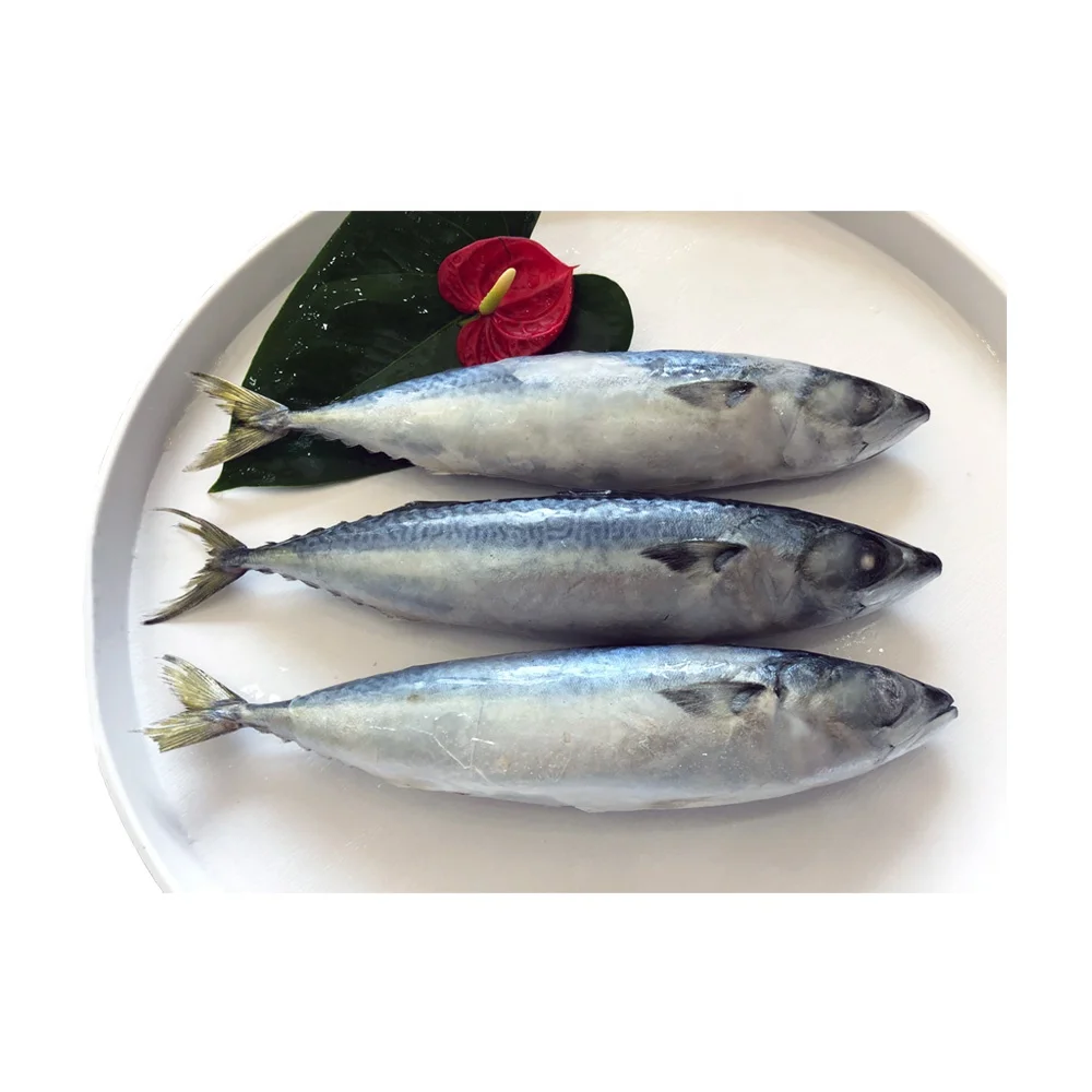 Новая свежая круглая Тихоокеанская скумбрия, замороженная рыба/скумбрия