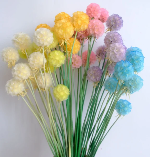 Wholesale Dried flower preserved scabiosa preserved windmill flower for decoration