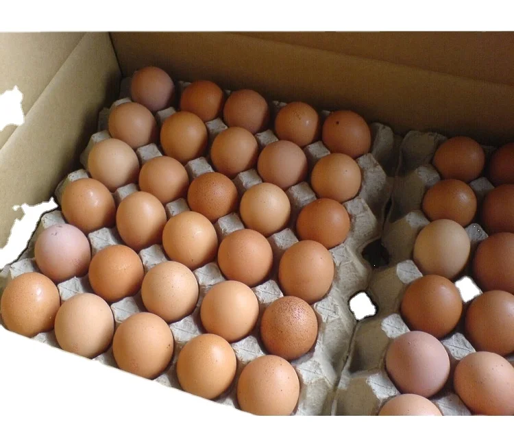 
Chicken Eggs Ostrich Eggs, Chicken Eggs, Turkey Eggs Fresh Table Eggs Brown And White Farm Fresh Chicken Eggs <span style=