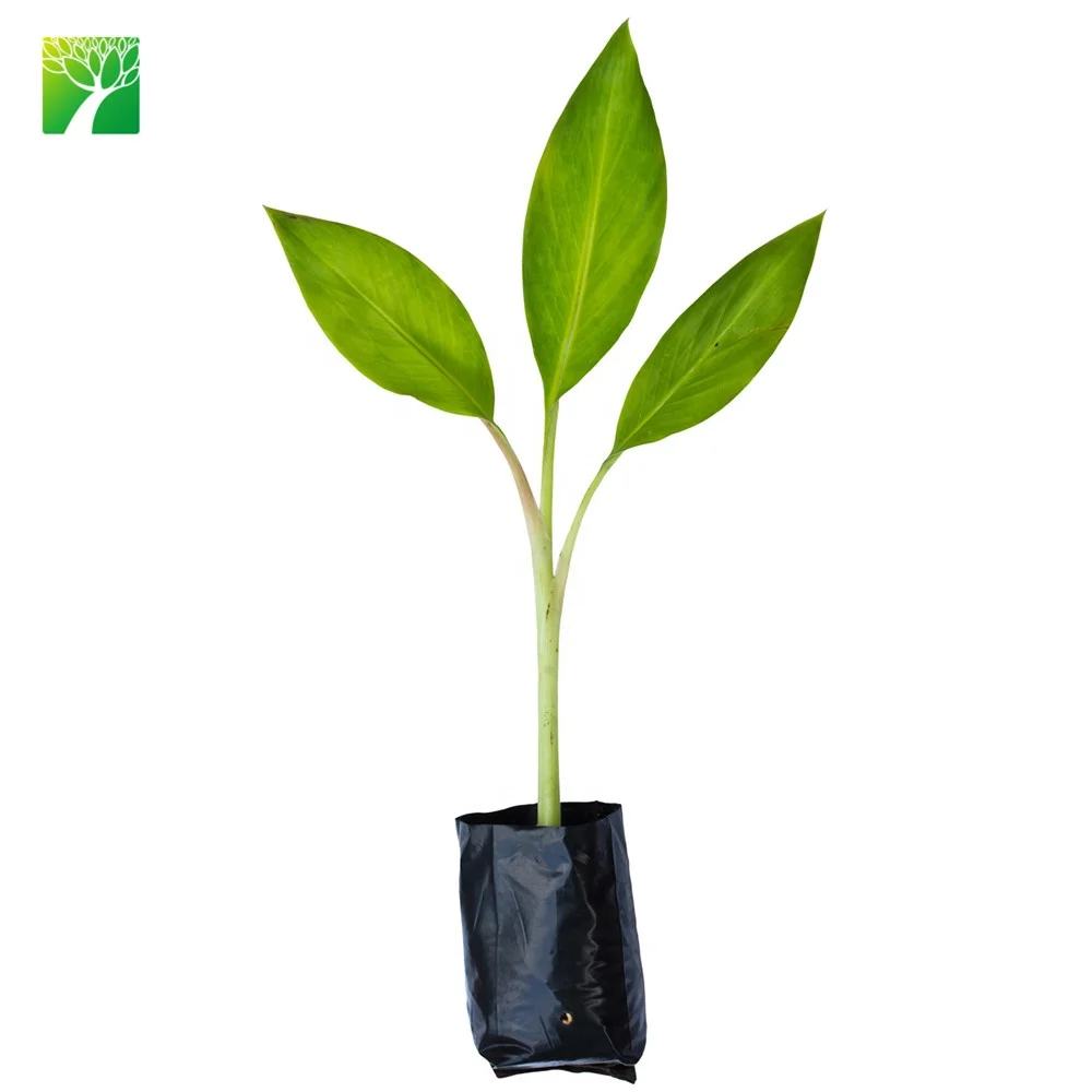 
 Прямая продажа растительных фермерских тканей, Муса Нана, культивирование растений, рассады банана  