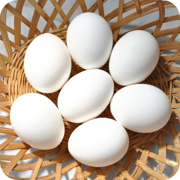 Fresh Organic Farm White Chicken Eggs | Halal Top Quality Packed in Carton From Pakistan