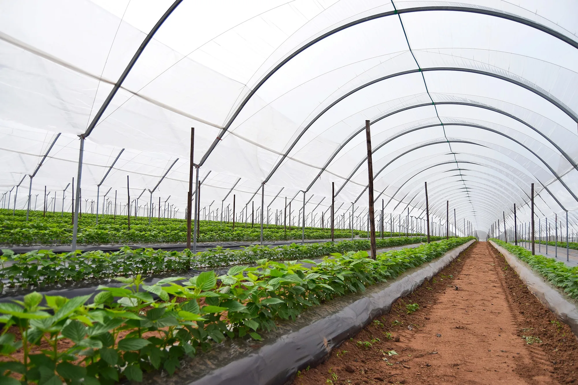 Plastic film Outdoor Growing Tent Greenhouses Garden Yard for Outdoor Berry Planting Rain Shelter Greenhouse