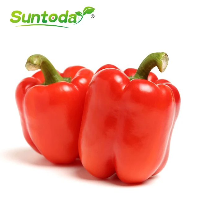 
Suntoday Red sweet bell pepper Capsicum chilli seeds 10gr/bag 