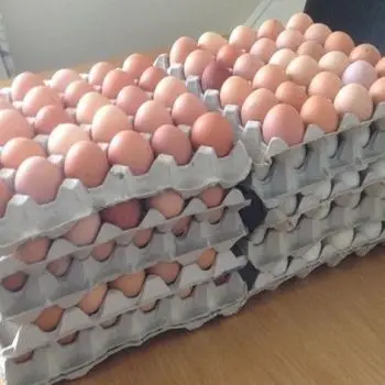 Первоклассные свежие куриные яйца для фермы, коричневые и белые куриные яйца из ракушек в Южной Африке