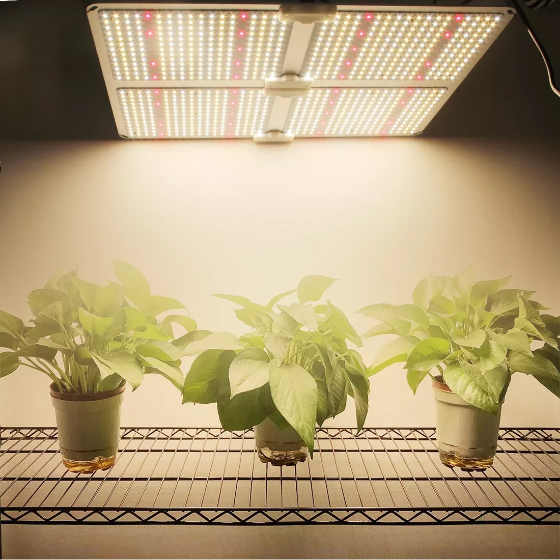 2021 New LED Grow Light 1000W Horticulture Led Grow Lights 20w Sunlike Led Grow Light Panel Luminous Red warm Body Lamp