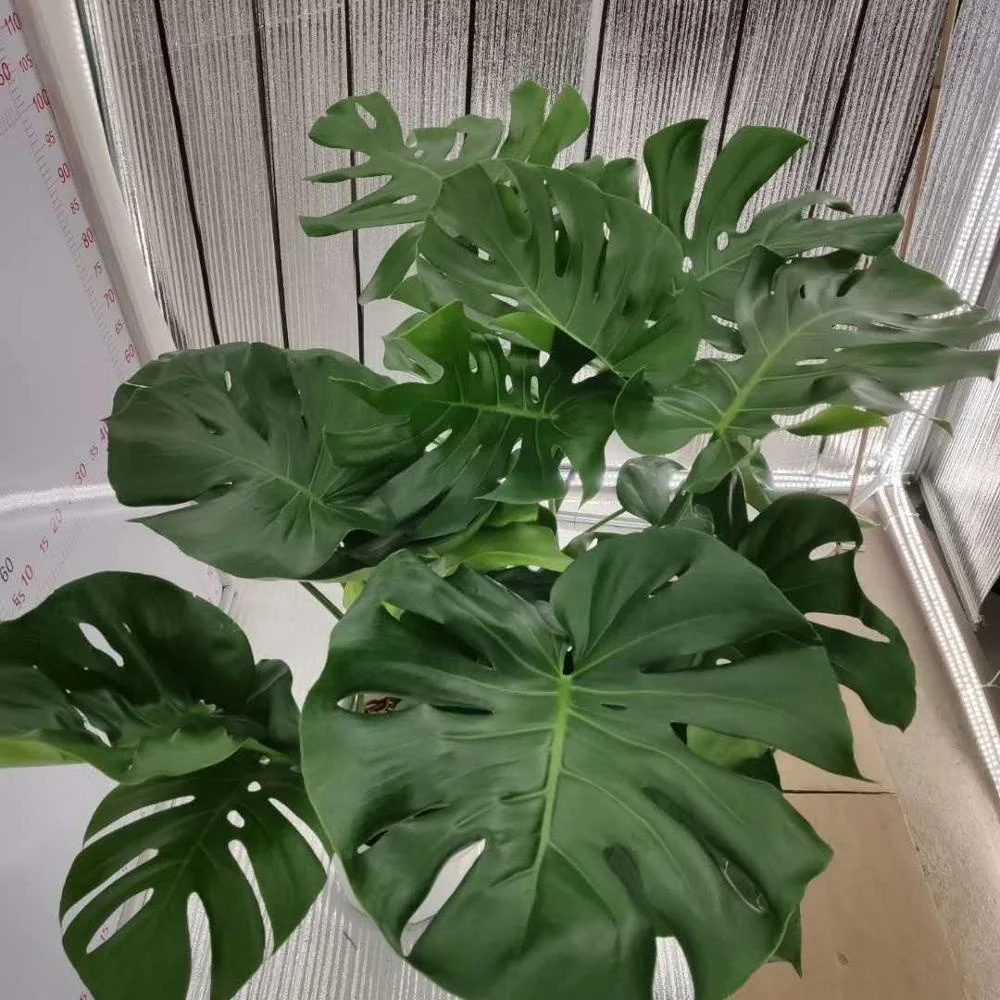 Indoor and outdoor decorative Plant seedlings Monstera