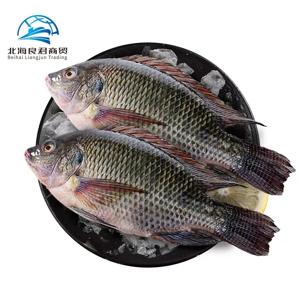 Hot selling roughy wholesale price IQF Seafood Tilapia fish Nutritious frozen whole tilapia for sale live