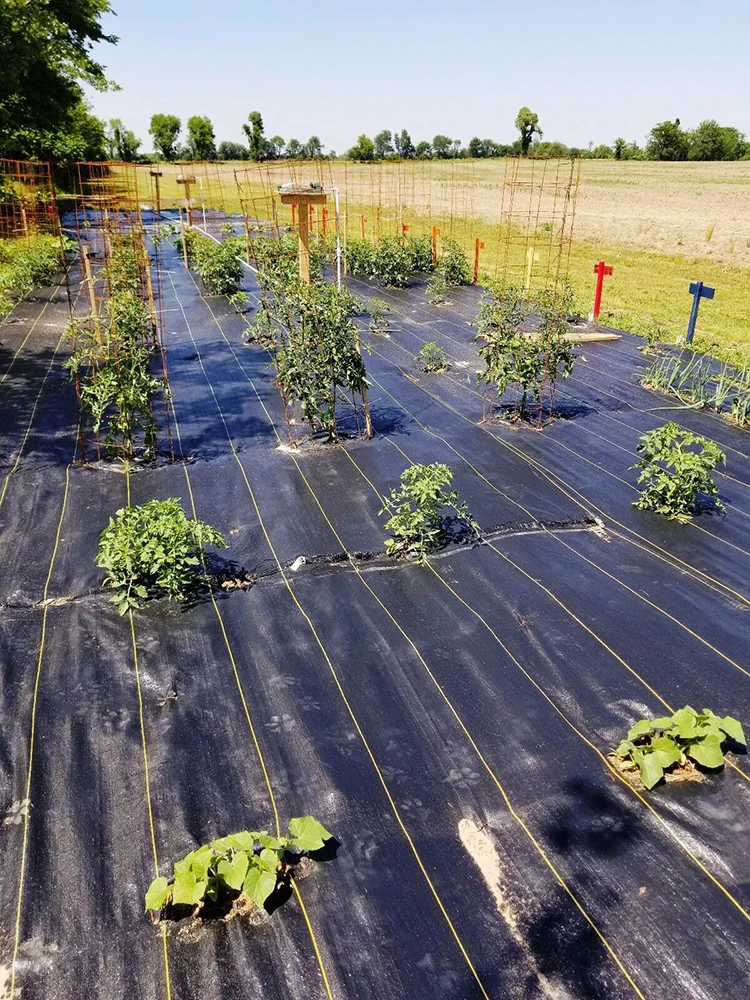 Agricultural Polypropylene Ground Cover Mesh Black For Flower Bed