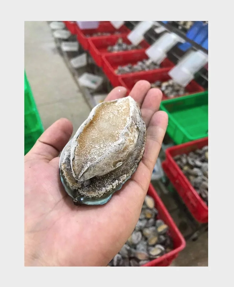 Frozen Cooked Abalone For Sale