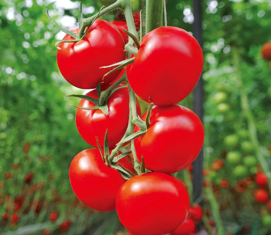 H887 красный неопределенный Гибридный семена томатов 180 г-200 г