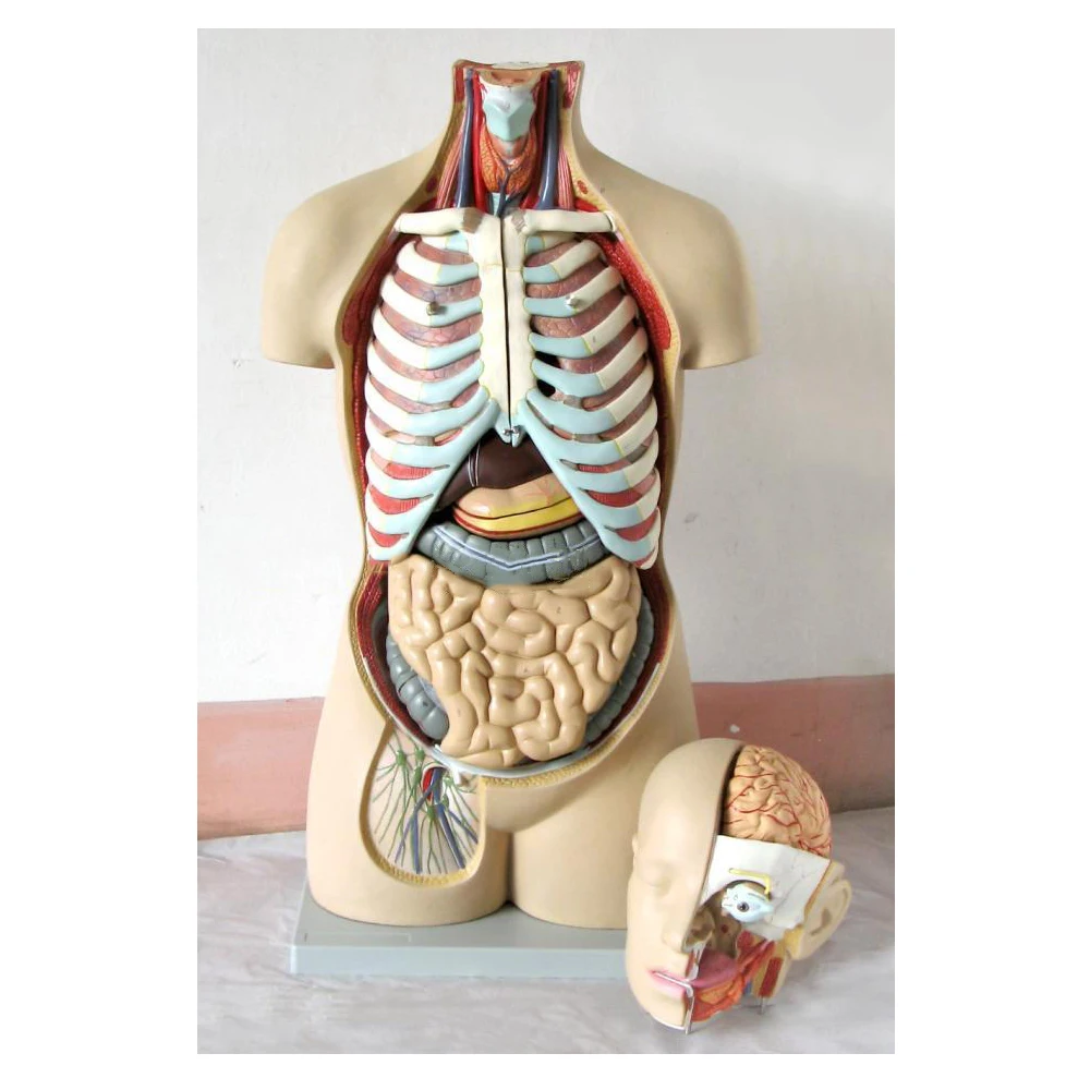 Human anatomical model of 85 cm 19 parts asexual open back trunk/torso model