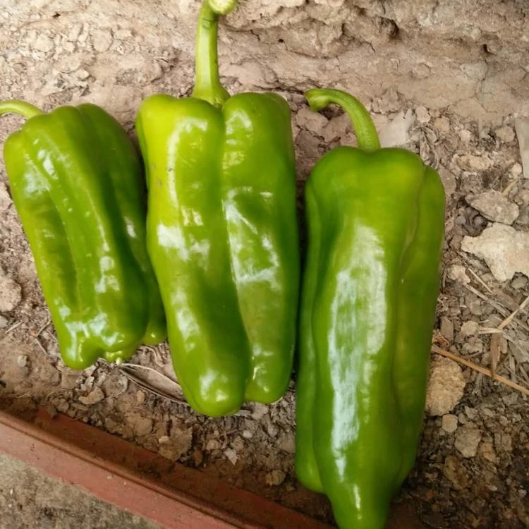 
Green Blocky/Square Sweet Pepper/Capsicum Seeds For Sale FST 032 