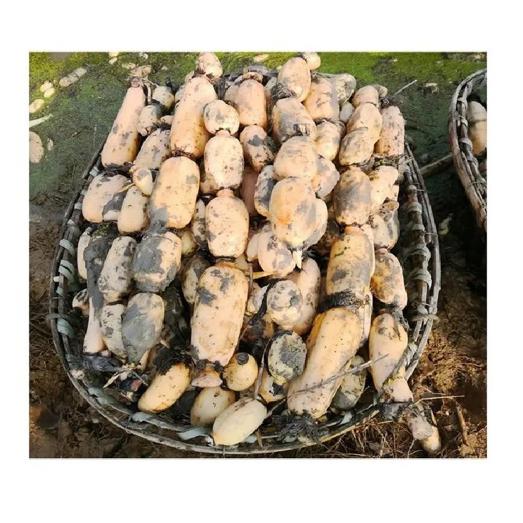 Китайские знаменитые овощи продукты оптом свежие фрукты и корень лотоса