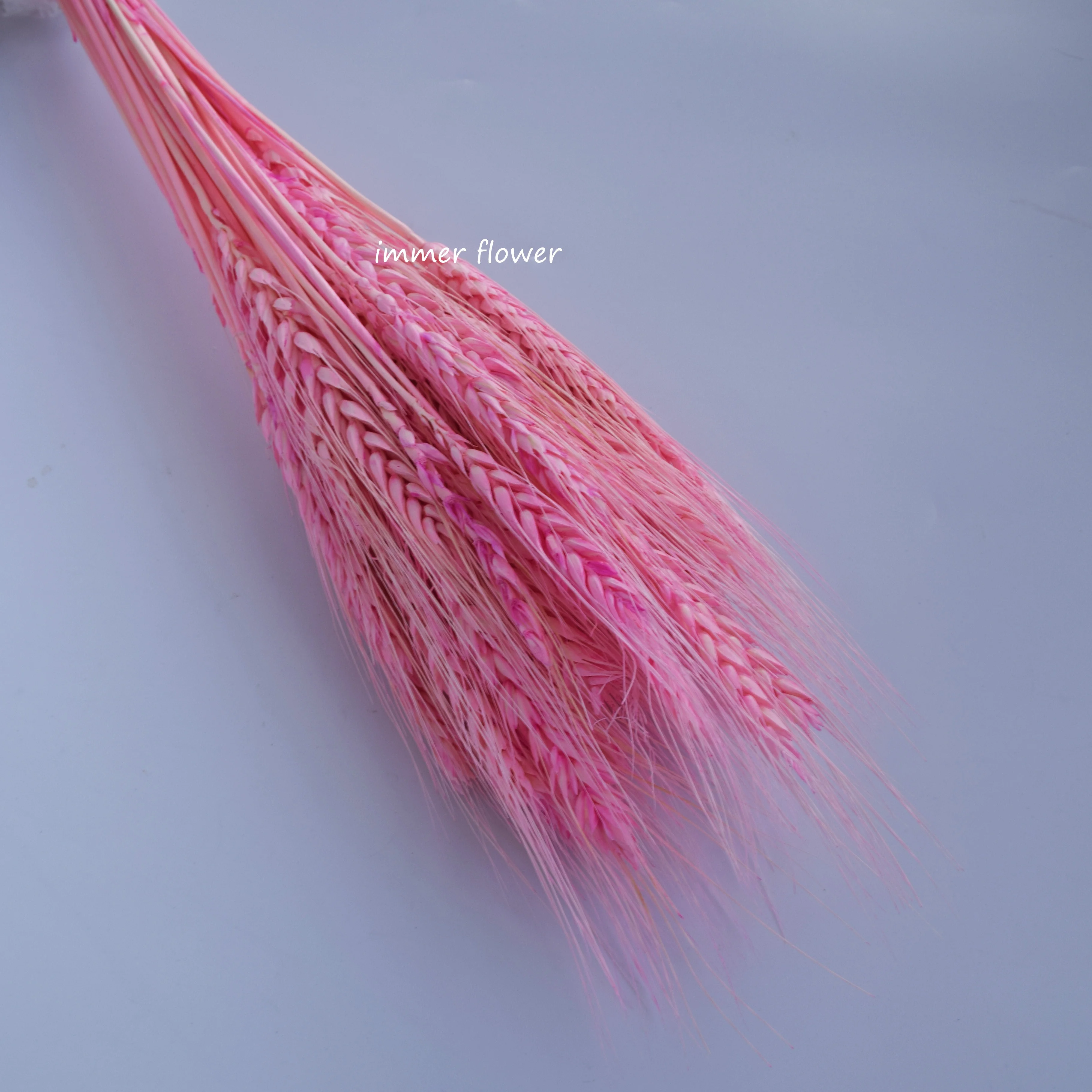 Dried Flower Dry Wheat China Supplier