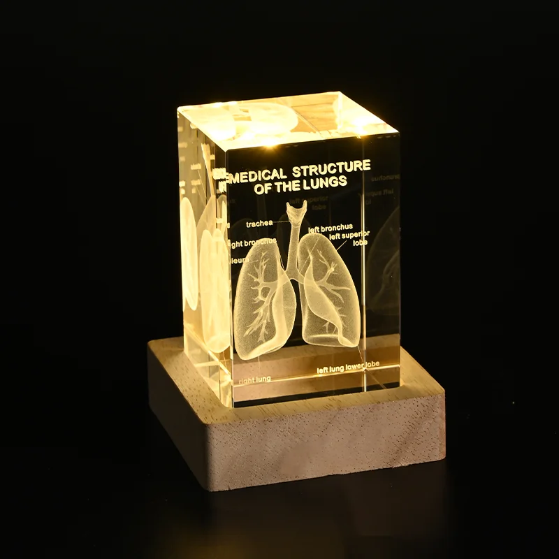 Crystal 3D Laser Engraved Human Anatomical Skeleton Cube Model Statue Paperweight Anatomy Mind Neurology Medical Science Gifts