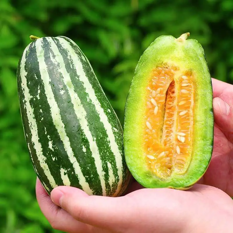 Melon fruit now picked melon fresh season croissant crispy melon