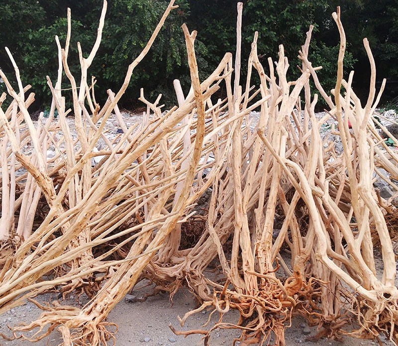 Wholesale Nature Decorative Tropical Rain Forest Tree Large Bonsai Driftwood Tree