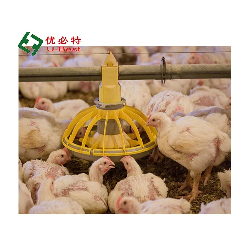 Good Quality Automatic  Broiler Feed and Drinking System Chicken Poultry Farm Equipment