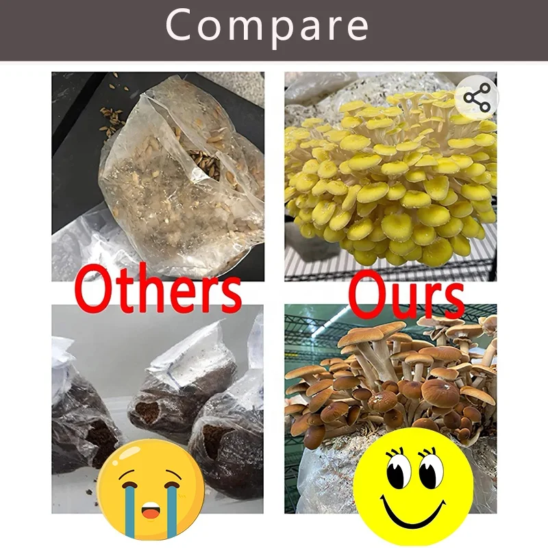 Factory Direct High-Temperature Resistance Mushroom Growing Kit 13x12x50 cm Shiitake PP Clear Grow Bags Custom Filter Patch Bag