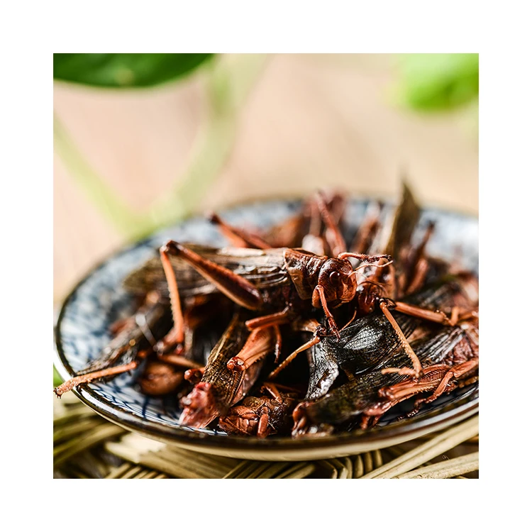 Корм для животных еда черви съедобные насекомые эко свежий Кузнечик червь