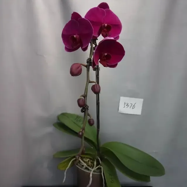 Live phalaenopsis Butterfly orchid