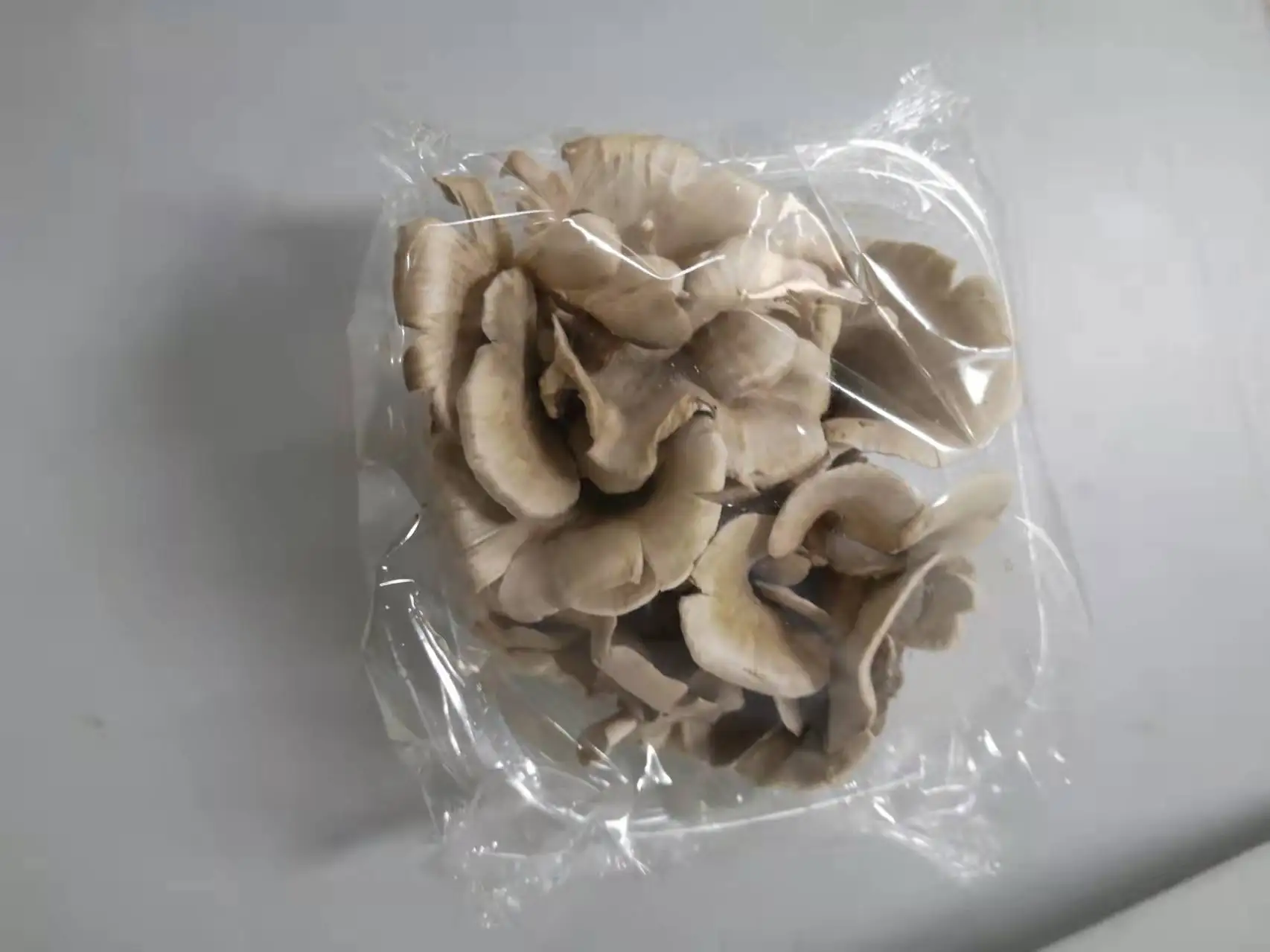 fresh grifola frondosa mushroom