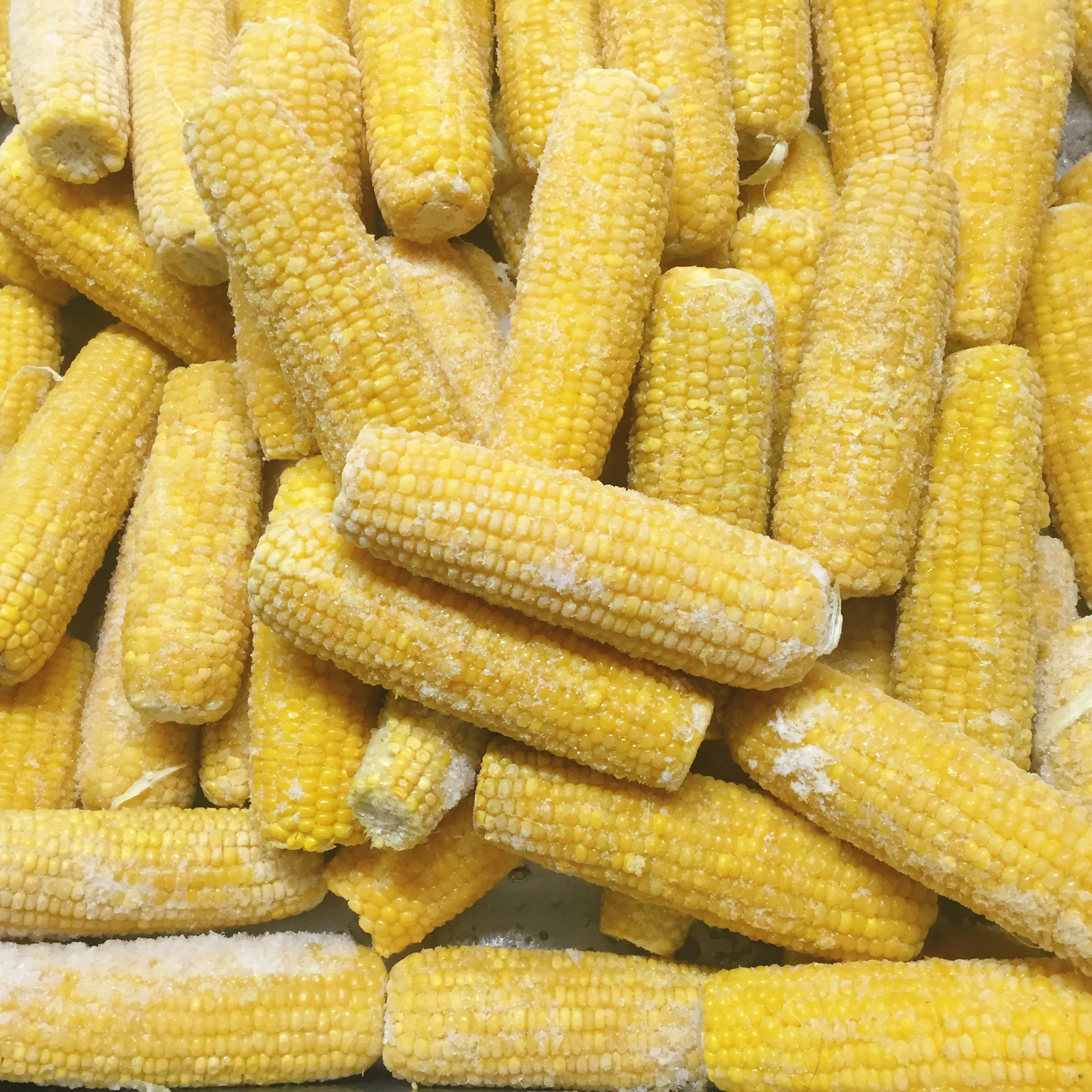 IQF Certified Frozen Vegetables Fresh Sweet Crispy Corn on the Cob in Bulk Whole and Blanched