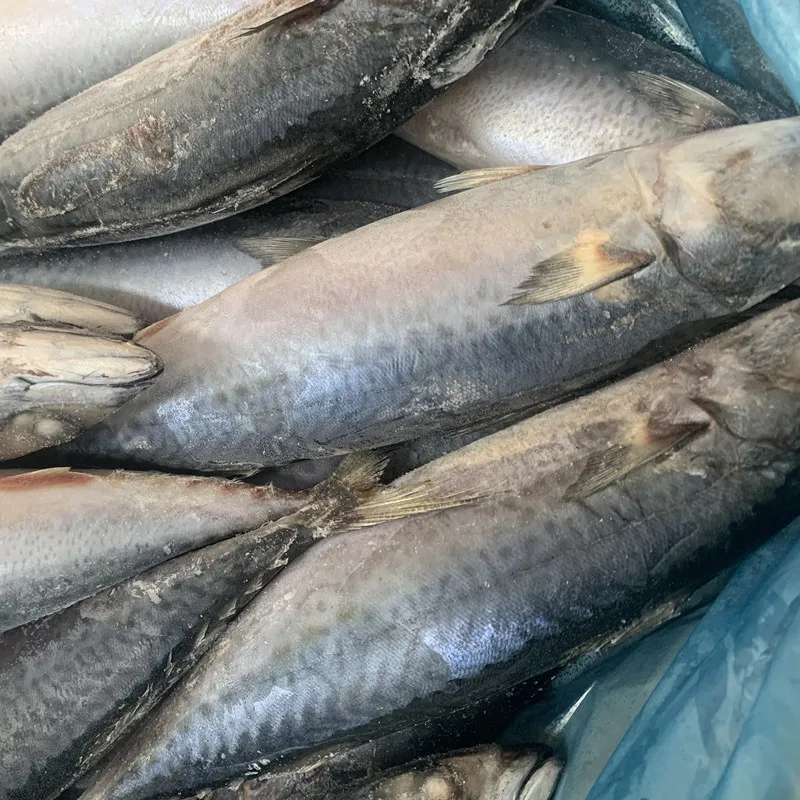 Wholesale frozen fish mackerel exporters fresh frozen red tilapia fish