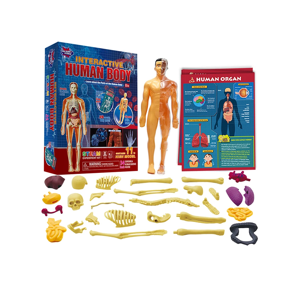 DIY Educational Stem Toy Kids Anatomy Toys 3D Interactive Human Body Model Toys for Kids 8-12 Years