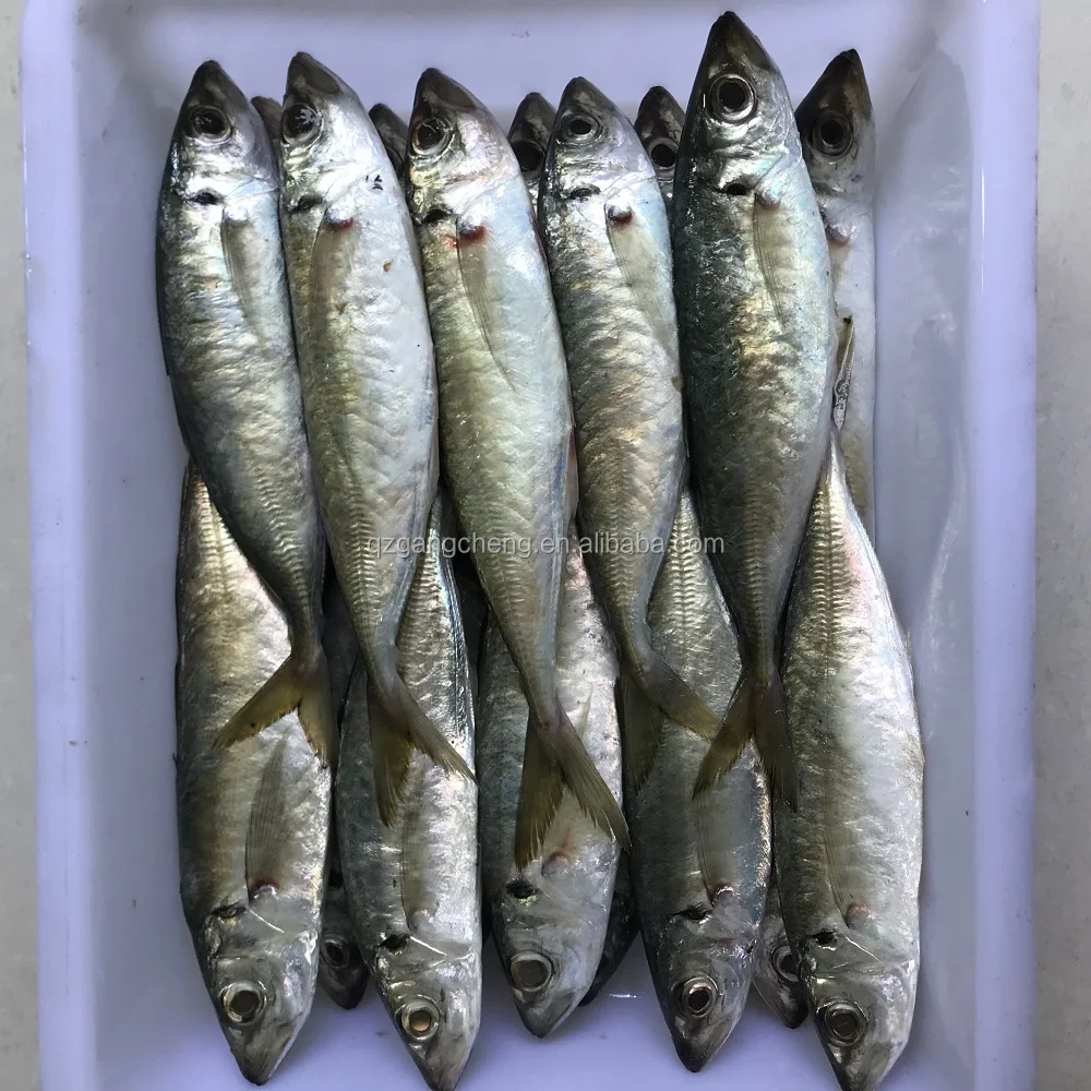 
ready stock High quality 80-125g/pcs frozen round mackerel/ horse mackerel 
