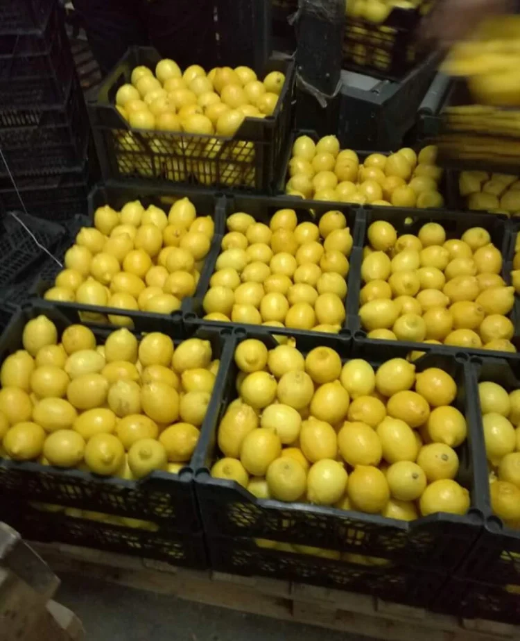 
100% Natural Pure Quality Rich Vitamin Fresh Fruit Lemon Citrus Fruit 