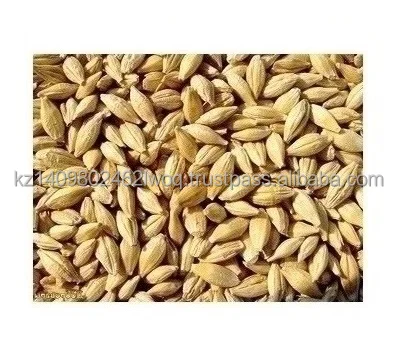 Natural Kazakhstan production Barley Seeds