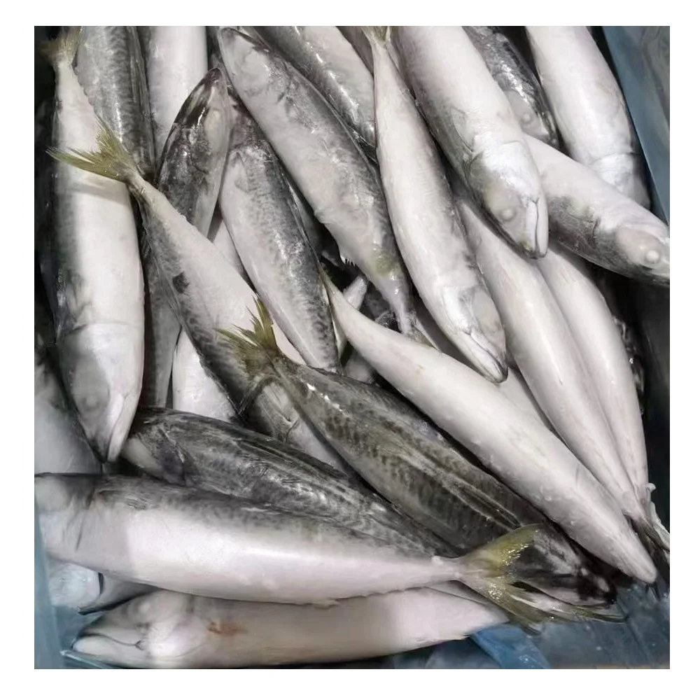 Mackerel Fish Jack Mackerel Saba Scomber Japonicus Pacific Mackerel