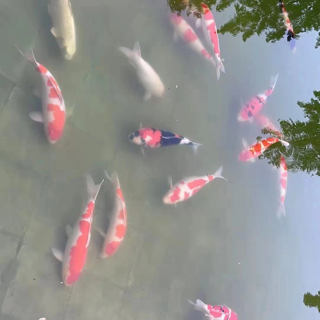 Оборудование для рециркуляции аквакультуры, интегрированная система очистки садовых ландшафтных вод с большим потоком