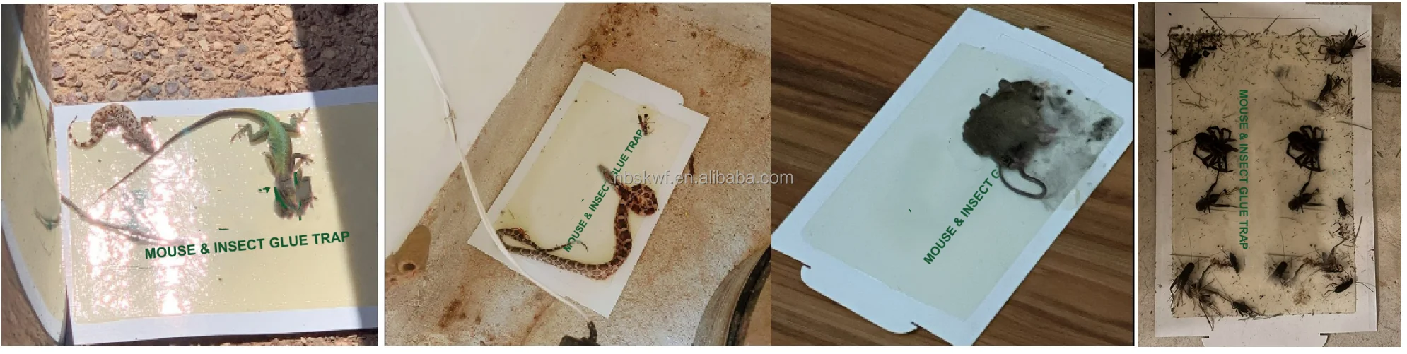 12 Pack Catchmaster PIC GMT4F Mouse Glue Trap Safe and EasytoUse Pest Control Solution