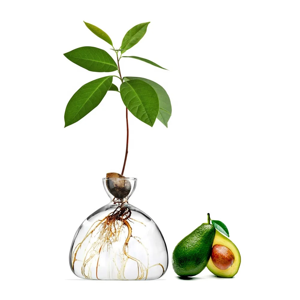 
Clear Borosiliacte Glass Vase Planter Pot for Acorn Avocado Oak Seed Growing 